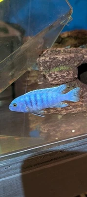 Metriaclima Zebra Masinje 3-4"  *African Cichlid* (Male) - Image 1 of 2