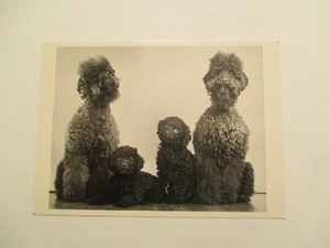 Art Postcard Poodles Photography by Ylla Continental Sized - Picture 1 of 2