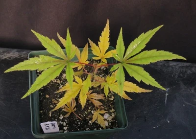 Seed-Grown Acer Palmatum 'Shojo' Japanese Maple Tree Seedling - Image 1 of 3