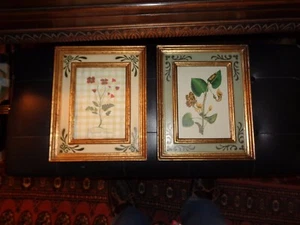 Pair of botanical prints: Papaver rhoeas & Silpper Plant: Nicely framed--great - Imagen 1 de 12