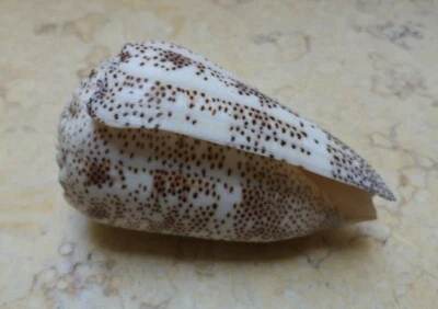 Conus Arenatus Beautiful wow Pattern red sea shell 78.5mm Coloration specimen - Image 1 of 4