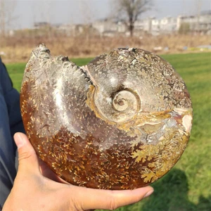 2.26kg Natural Ammonite Fossil Reiki Crystal Specimen Mineral Crystal Decor Gift - Picture 1 of 12
