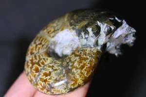 Ammonite naturale fossile conchiglia Reiki minerale esemplare cristallo decorazione curativa 25 - Foto 1 di 10