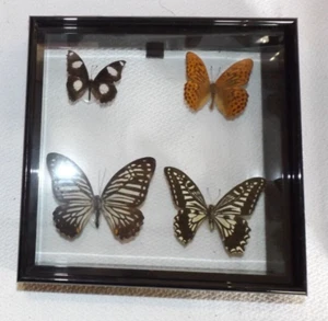NUEVO REGALO EN CAJA EXHIBICIÓN TAXIDERMIA COLECCIÓN ENMARCADA 4 MARIPOSAS ESPECÍMENES REALES - Imagen 1 de 77