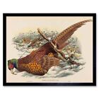 John Gould Hart British Ring Necked Pheasant Zoology 12X16 Inch Framed Print