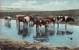 POSTCARD - SWITZERLAND - RURAL SCENE - CATTLE - COWS  UNDIVIDED BACK - UNPOSTED - Foto 1 di 2