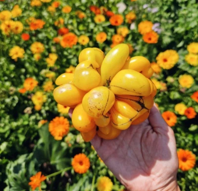 Phils One Tomatensamen - Reisetomate besonders 10 Samen - Bild 1 von 3