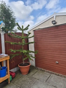 7ft Monkey Puzzle Tree - Picture 1 of 11