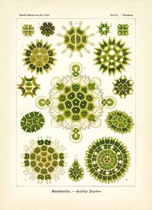 Algenzeichnung Ernst Haeckel Grünalgen wissenschaftliche Illustration Kunst 4x6"-16x20" - Bild 1 von 5