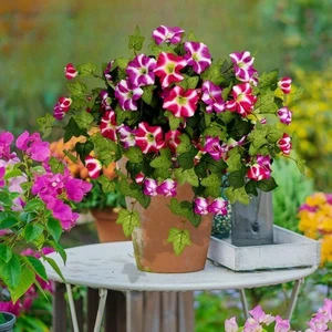 Realistic Artificial Petunias Flowers UV Resistant Faux Petunias Balcony - Picture 1 of 14