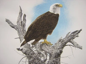 Chris Calle Silent Watch Bald Eagle Signed Original Lithograph Art Print - Picture 1 of 1