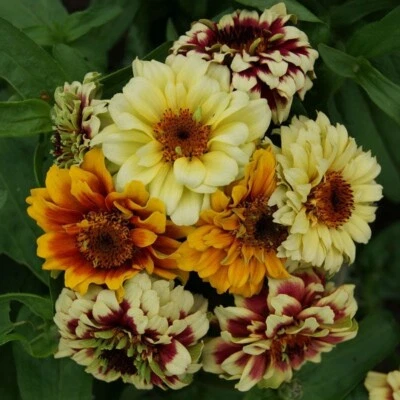 VALEYRAC EXOTICS Tappeto persiano Haage - Zinnia haageana 100+ semi - Seeds Z 153