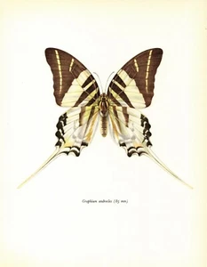 Vintage Giant Swordtail Butterfly Art Print Insect Art Illustration 4476-84 - Picture 1 of 1