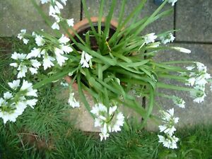 50 Cornish Wild garlic 3 cornered leek Bulbs Can Be Planted Now.
