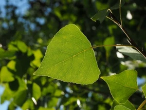 😊100 graines de peuplier noir / populus nigra/ semences - Picture 1 of 3