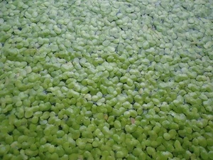 DUCKWEED Organic Koi food! 1/2 cup INDOOR GROWN/SNAIL FREE + FREE GIFT! - Picture 1 of 2