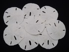 20 PCS FLORIDA KEYHOLE SAND DOLLAR SEA SHELL WEDDING DECOR 1 1/2" - 2"