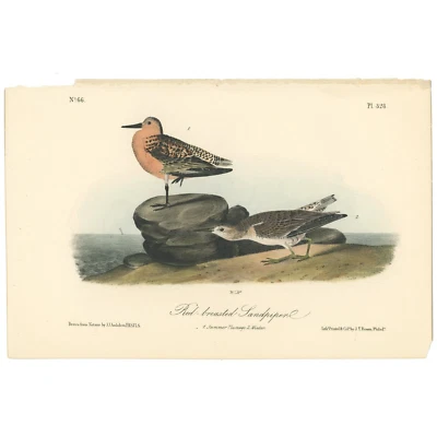 Audubon Birds Octavo 1st Ed 1840 h/c lithograph Pl 328 Red-breasted Sandpiper - Image 1 of 2