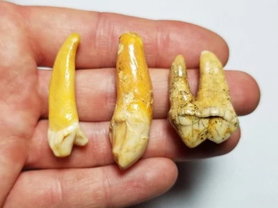 Lot of 3 Large Fossil Cave Bear Incisor Teeth Romania Austria Mammal Tooth HA - Image 1 of 3