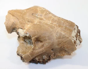 Oreodont, Merycoidodon culbertsoni, Terziario, Oligocene, White River Fm, USA -f377 - Foto 1 di 10