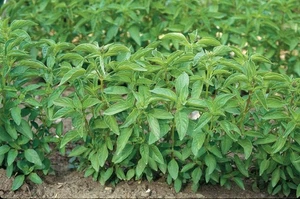 Lime Basil Herb select 100 -1000 Seeds Hairy high content citrus oil sharp scent - Picture 1 of 5