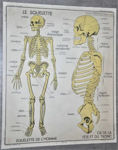 Altes Schulpädagogisches Plakat Sammlung Schule Skelett Mann Ausscheidung - Bild 1 von 6