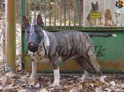 CHAMPION Strong Leather Dog Muzzle Bull Terrier and Other similar snout