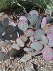 Tucson Az Cactus Opuntia Santa-Rita (Santa Rita Purple Prickly Pear) Live Cactus