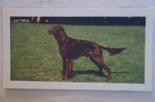 Dogs Series Vintage 1961 Hornimans Tea Photo Collector Card Irish Setter