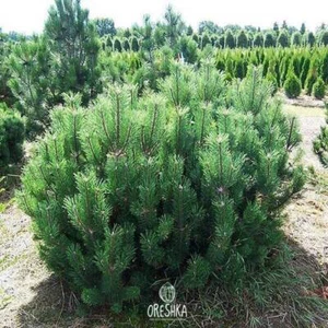 Mountain Pine Tree Seeds (Pinus mugo mughus). SEEDS 20 PCS - Bild 1 von 9