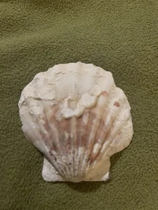 Chesapecter Jeffersonius Fossil Shell - Picture 1 of 2