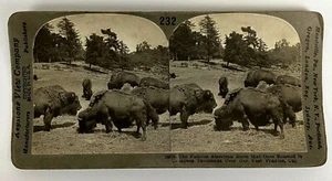 THE FAMOUS BISON THAT ONCE ROAMED IN COUNTLESS THOUSANDS Photograph Steroview - Picture 1 of 7