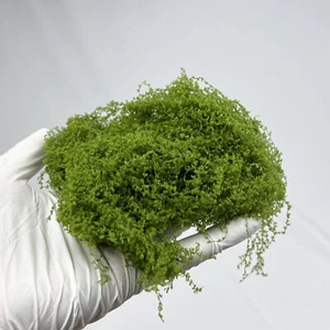 Realistische Rebe Moos Grünzeug Creeper Modell DIY Miniatur Szene Modell Zubehör - Bild 1 von 12