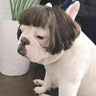 Dress Your Dog in Style this Halloween & Christmas with a Wig Accessory