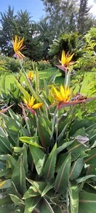 5 SEMI🏵STRELITZIA REGINAE DI AZZORRE🏵2024 - Foto 1 di 2