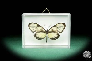Godyris gonussa Südamerika Edelfalter rezent Schmetterling Präparat butterfly - Bild 1 von 5