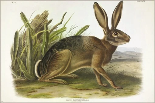  Póster artístico ilustración vintage de liebre californiana gris de John James Audubon 24x Foto 1 de 1