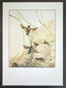 Edward Julius Detmold Fabre's Insects Anthrax Fevestrata Art Print Bookplate 34 - Picture 1 of 4