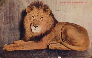 Postal Lion Lincoln Park Chicago 1910 - Imagen 1 de 2