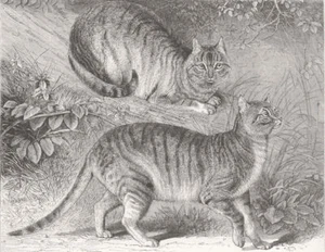 SYRIEN. Syrische Katzen, Londoner Zoo 1863 alt antik Vintage Druck Bild - Bild 1 von 1