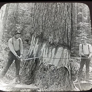 Magic Lantern Glass Slide Photo Keystone Oregon Loggers 2 Man Saw Big Tree - Picture 1 of 2