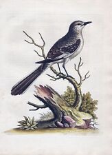 Tropical Mockingbird America Spottdrossel Bird Copperplate Etching Edwards 1743