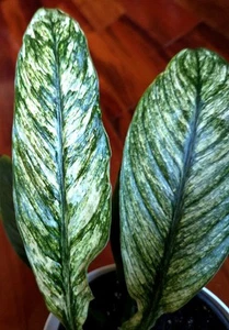 Rare Variegated Peace Lily Sensation 17" Tall 6" Pot not Monstera Philodendron - Picture 1 of 23
