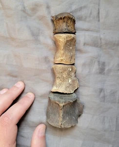 Very Rare Bear Dog Partial Vertebra Bone Set Mammal Fossil From Florida - Picture 1 of 3