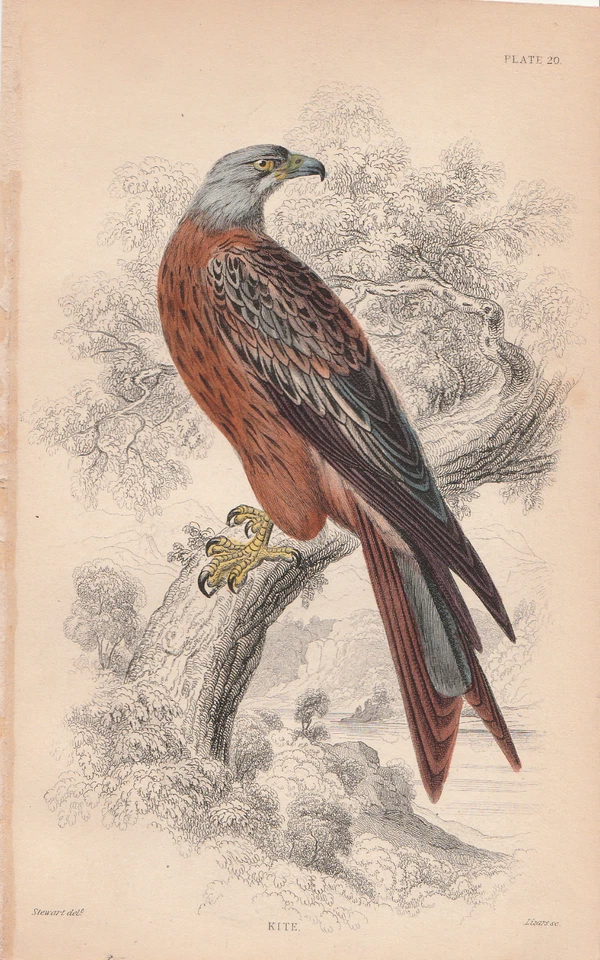 Antiker handkolorierter Druck des Drachens von 1850. Milvus regalis. - Bild 1 von 1