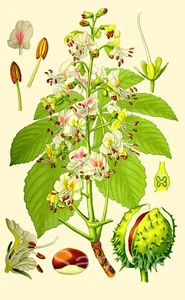 HORSE CHESTNUT BOTANICAL A2 POSTER PRINT - Picture 1 of 2