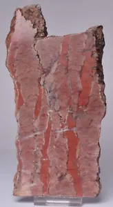 INZERIA INTIA, STROMATOLITE, Bitter Springs Formation, Australia S806 - Foto 1 di 4