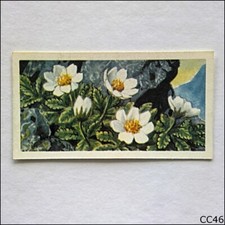Brooke Bond Tea Card Wild Flowers Series 3 1964 #31 Mountain Avens (CC46)