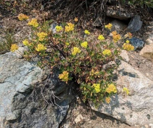 Eriogonum umbellatum v. dumosum | Sulphur-Flower Buckwheat | 10 Seeds - Picture 1 of 1