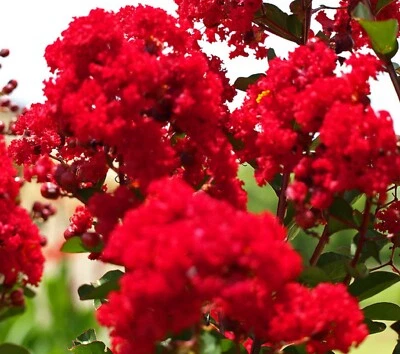 RED FLOWERING CREPE MYRTLE TREE 25 SEEDS LAGERSTROEMIA INDICA - Image 1 of 2